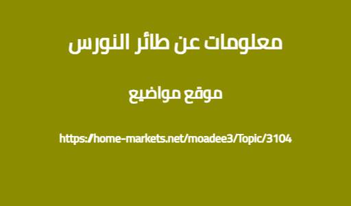 معلومات عن طائر النورس