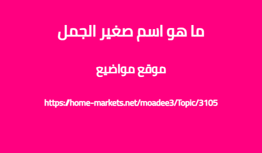 ما هو اسم صغير الجمل