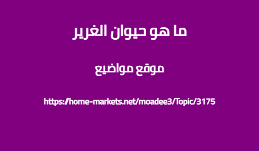 ما هو حيوان الغرير