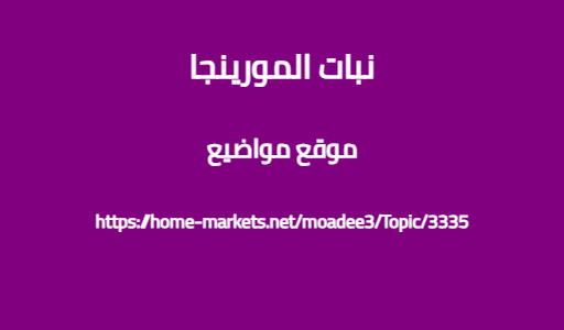 نبات المورينجا